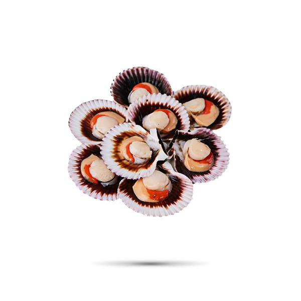 OSTION MEDIA CONCHA CON CORAL 1 KG FCP