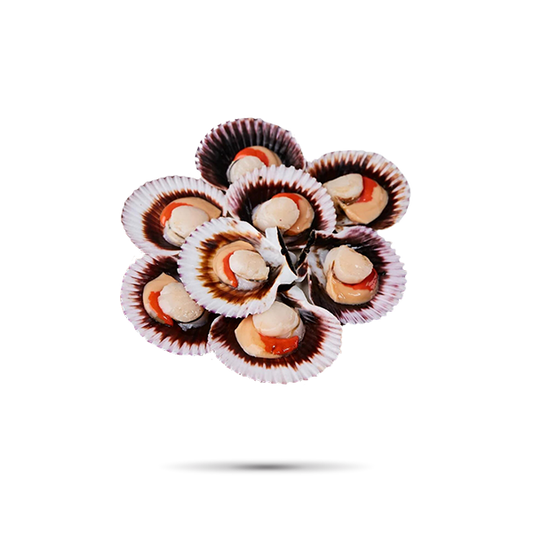 OSTION MEDIA CONCHA CON CORAL 1 KG FCP
